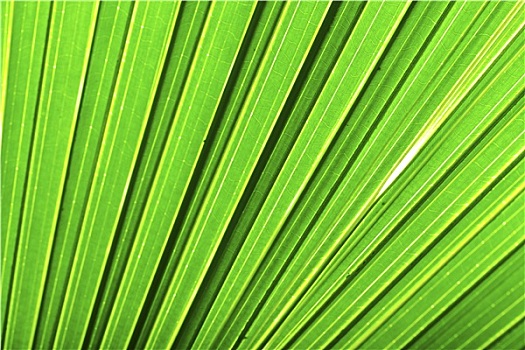 漂亮,绿色,棕榈叶,背景,逆光
