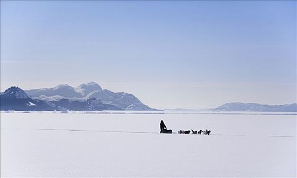 孤单,雪橇狗,雪橇,狗,冰冻,育空地区,加拿大,北美
