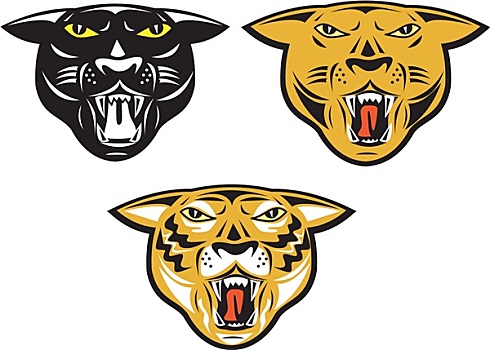 豹,大型猫科动物,咆哮,头部,隔绝