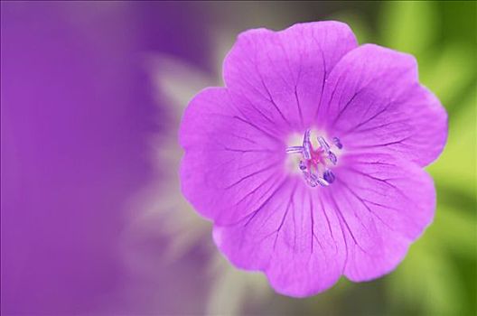 紫花,特写