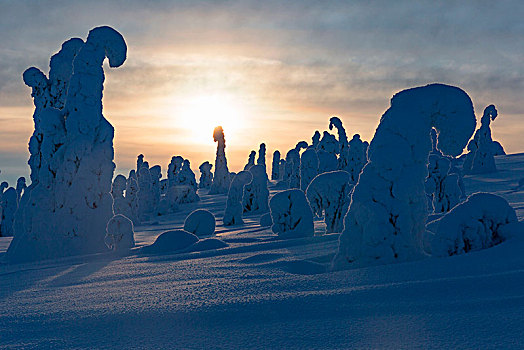 特色,冰,雕塑,木头,国家公园,拉普兰,芬兰,欧洲