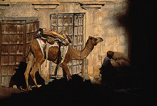 男人,骆驼,斋沙默尔,印度