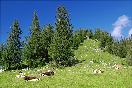 阿尔卑斯山,母牛