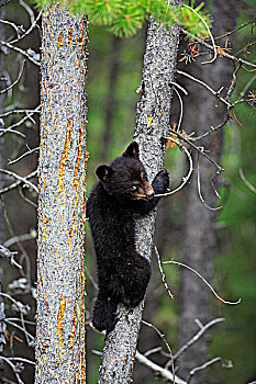 小,可爱,黑熊,幼兽,攀登,加拿大西部