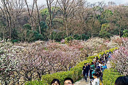 南京梅花山梅花节