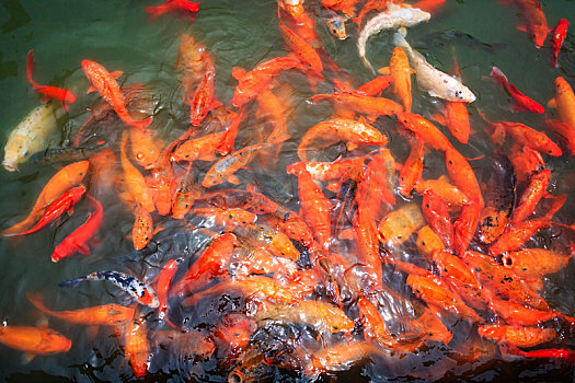 锦鲤,鱼,争食,红色,水池