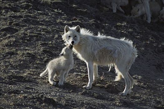 北极狼,狼,幼仔,请求,食物,成年,艾利斯摩尔岛,加拿大
