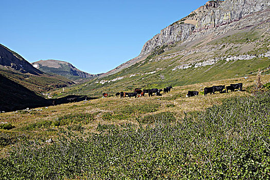 牧群,牛,围绕,夹锭钳,溪流,艾伯塔省,加拿大