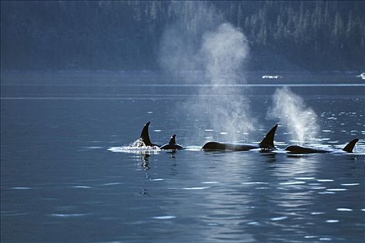 吹,逆戟鲸,阿拉斯加,美国