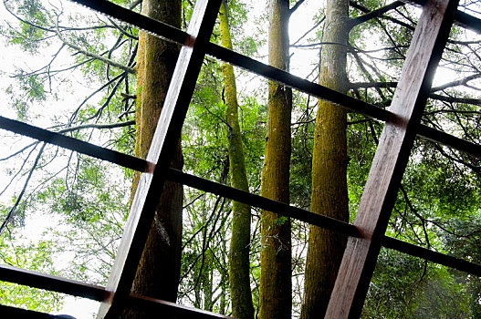 茂密的森林里提供游客观赏森林的树屋