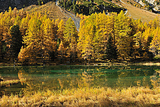 高山,湖,秋天,瑞士
