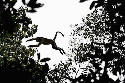 猴子,跳跃,树上,越南