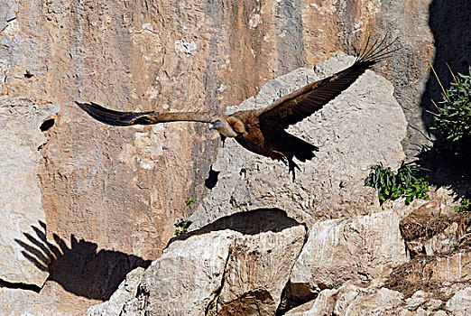 粗毛秃鹫,兀鹫,起飞,鸟窝,卡塞雷斯,安达卢西亚,西班牙