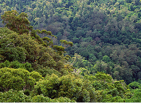 热带雨林,边界,山脉,国家公园,新南威尔士,澳大利亚