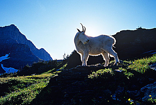 石山羊,夕阳,冰川国家公园,蒙大拿