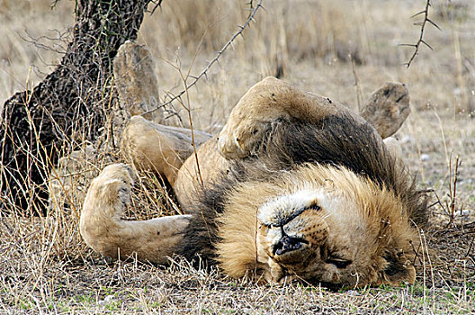 雄性,狮子,睡觉,恩格罗恩格罗,坦桑尼亚,非洲