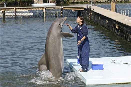 海豚,训练者,研究中心,佛罗里达,美国