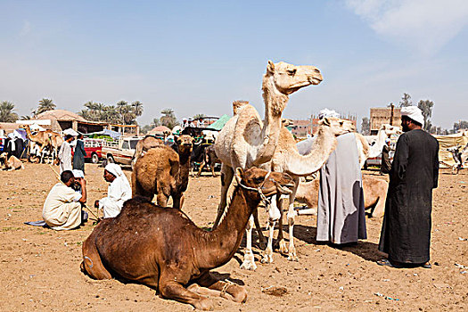 骆驼,人,市场,靠近,阿斯旺,埃及