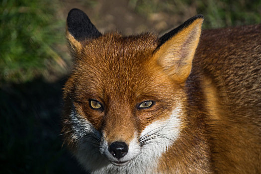 红狐,狐属
