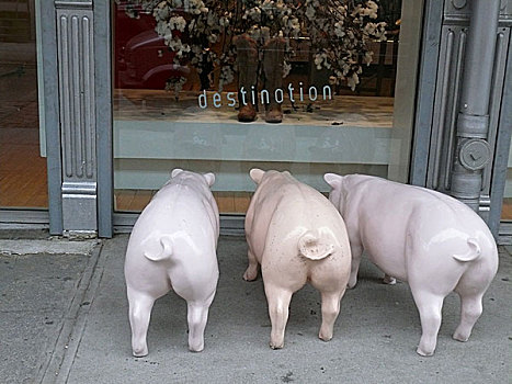 商务,户外,猪,三个,注视,橱窗,北美,城市,纽约,曼哈顿,街道,华盛顿街,有趣,幽默,装饰,智慧