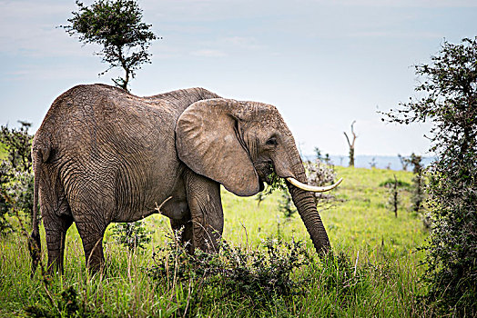 大象,秋天,国家公园,乌干达