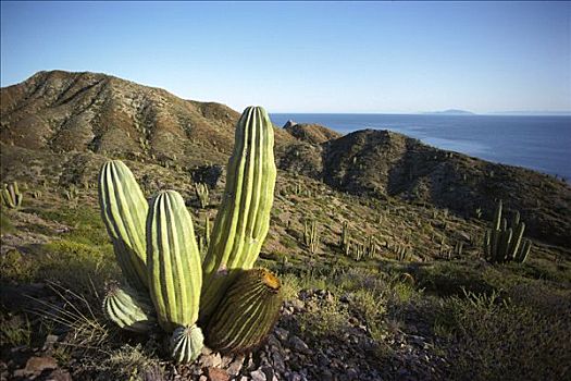 仙人掌,武伦柱,干燥,科特兹海,北下加利福尼亚州,墨西哥
