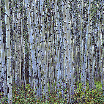 桦树,树干,树林,碧玉国家公园,艾伯塔省,加拿大