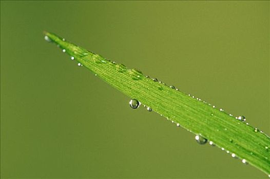 草叶,水滴