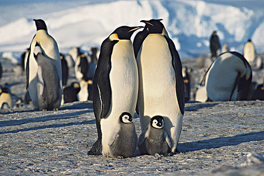 南极,牧群,帝企鹅,冬天,大幅,尺寸