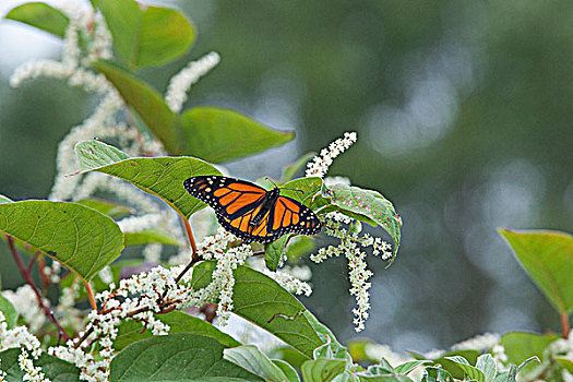 黑脉金斑蝶,秋天,迁徙,诺森伯兰郡,安大略省,加拿大