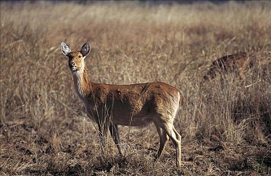 鹿属,哺乳动物,雌性,甘哈国家公园,中央邦,印度,亚洲,鹿,动物