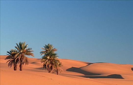 椰枣,撒哈拉沙漠,利比亚,海枣