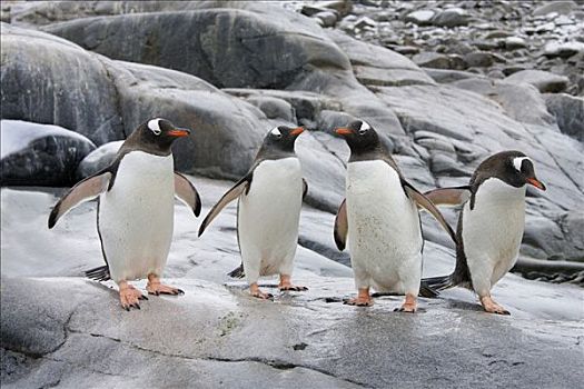 四个,巴布亚企鹅,站立,石头,南极