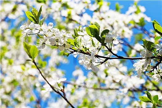 嫩枝,樱花,白色