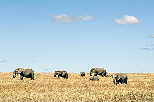 大象,非洲象,浩大,西部,塞伦盖蒂,坦桑尼亚,非洲