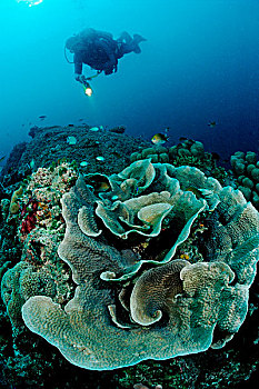莴苣,珊瑚,印度洋,马尔代夫