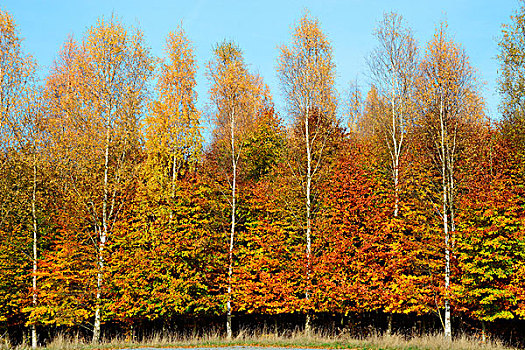 山毛榉,桦树,树林,边缘,秋天,彩色,瑞典,欧洲