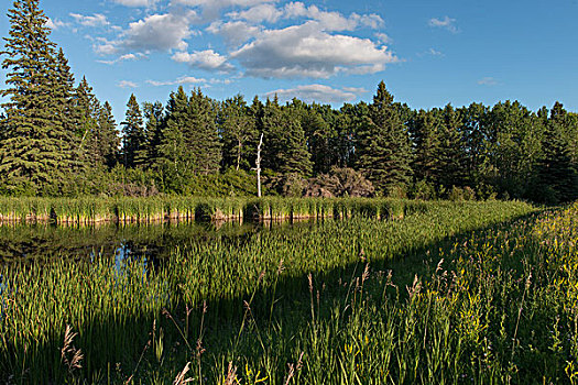 沼泽,湿地,湖,营地,赖丁山国家公园,曼尼托巴,加拿大