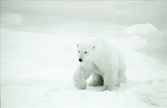 北极熊,走,冰,丘吉尔市,加拿大