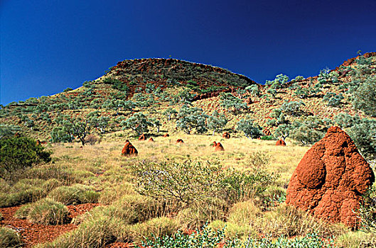 澳大利亚,西澳大利亚州,卡瑞吉尼国家公园,攀升