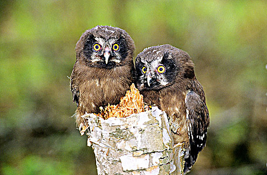 幼兽,鬼鸮,幼禽,北方,艾伯塔省,加拿大