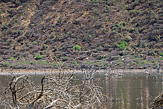 博戈利亚湖肯尼亚坦桑尼亚火烈鸟