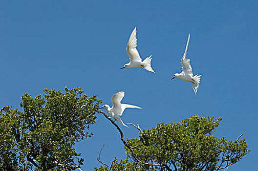 白色,燕鸥,鸟岛,土阿莫土群岛,法属玻利尼西亚,太平洋