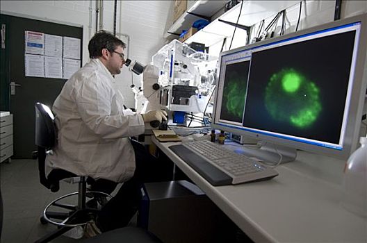 干细胞,研究,分子,遗传学,实验室技术员,看,神经,细胞,显微镜,柏林,德国