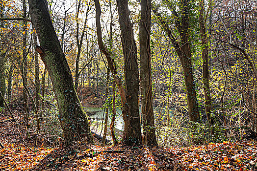 树林,秋天,背景,水塘,下萨克森,德国,欧洲