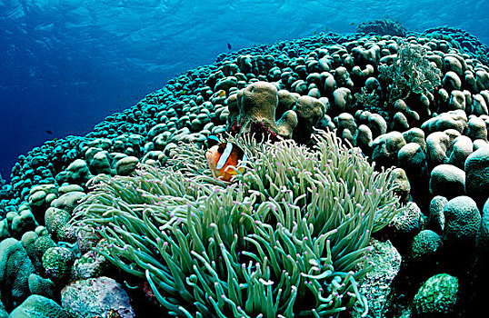 葵鱼,西里伯斯海,苏拉威西岛,印度尼西亚