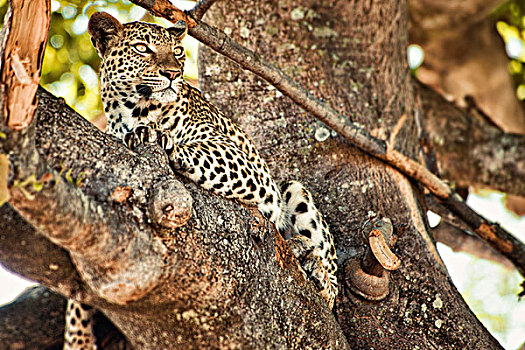 豹,放松,树上,博茨瓦纳,非洲,大幅,尺寸