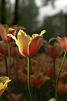 郁金香花卉