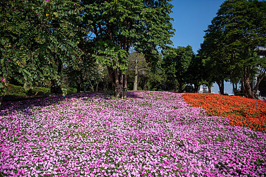 花丛