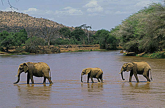 非洲象,群,河,公园,肯尼亚